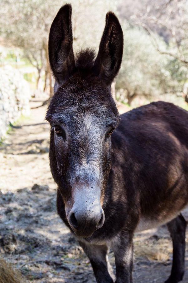 Calice Ligure Agriturismo A Ca Vegia מראה חיצוני תמונה